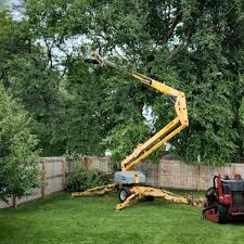 How Our Tree Care Process Works  in  Grove, OK